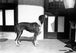 kennels11
