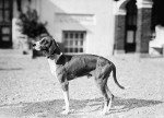kennels7