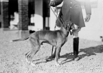 kennels8