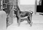 kennels9