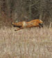 fox sh kg2012sm