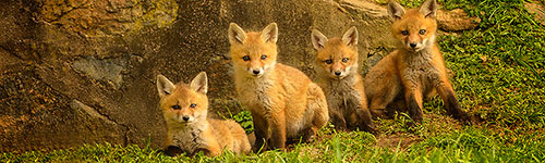 fox-kit-photos-jim-graham
