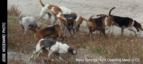 http://www.foxhuntinglife.com/images/resized/images/topphoto/bijou_2014top_466_211.jpg