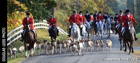http://www.foxhuntinglife.com/images/resized/images/topphoto/casanova_2014_466_211.jpg