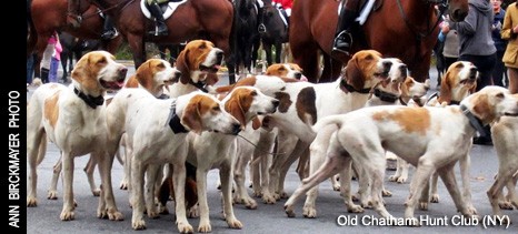 http://www.foxhuntinglife.com/images/resized/images/topphoto/old_chatham2014_466_211.jpg