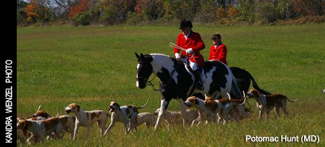 http://www.foxhuntinglife.com/images/resized/images/topphoto/potomac2014_466_211.jpg