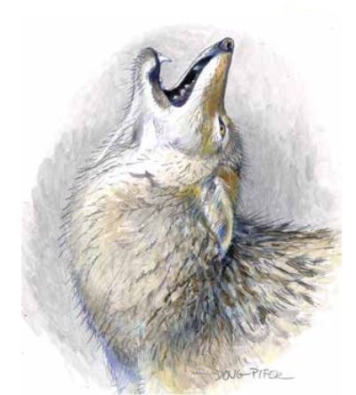 coyote1.pifer