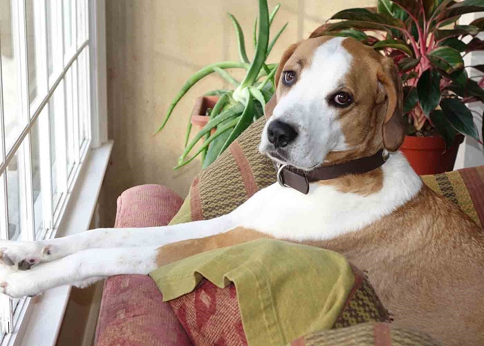 eising foxhound
