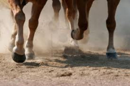 galloping hooves