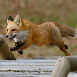 fox_bridge1