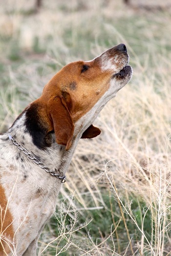 rr.nancy.hound speaking