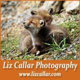 Liz Callar Foxhunting Photography  Site