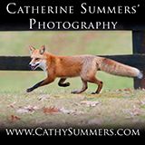 Cathy Summers Fox and Foxhunting Photography