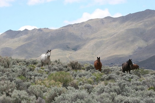 rr.nancy.wild horses