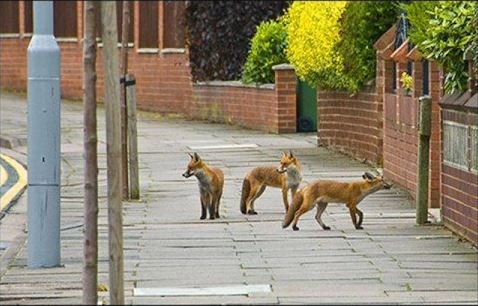 urban fox4