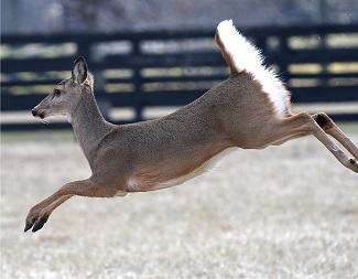 deer.lees