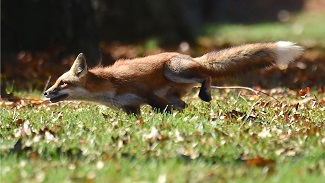 fox.lge.lees