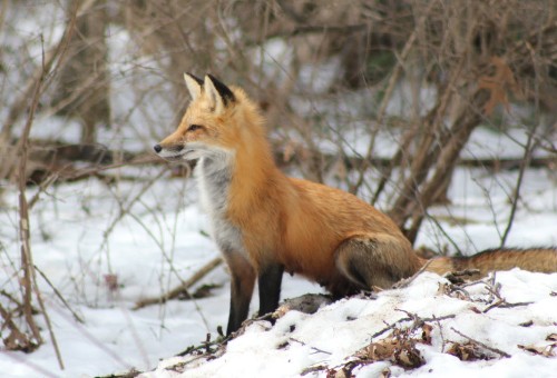 fox.mary marks
