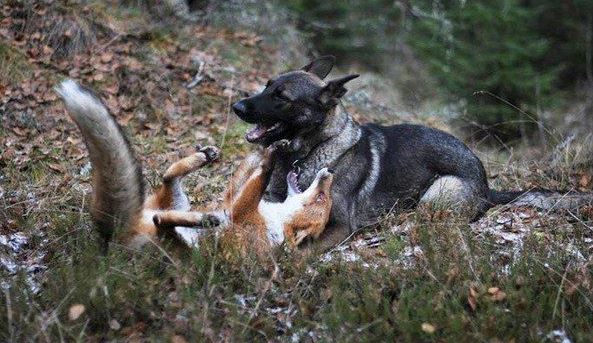 fox and dog