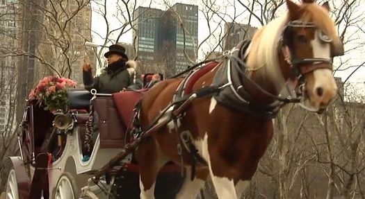 nyc carriage horse