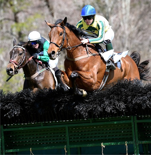 odh15.amnov hurdle