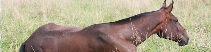 How Horses Sleep,How To Make Pina Coladas With Malibu