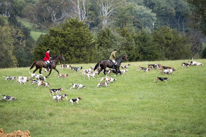 houndtrial21.winning hounds.maisano