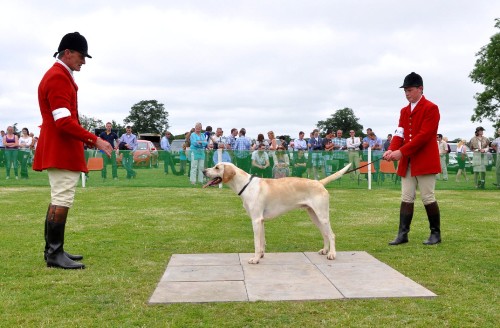 imfha.2013.doghound