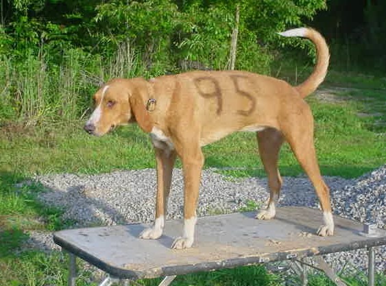 july foxhound2
