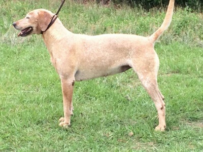 wws heythrop r achel