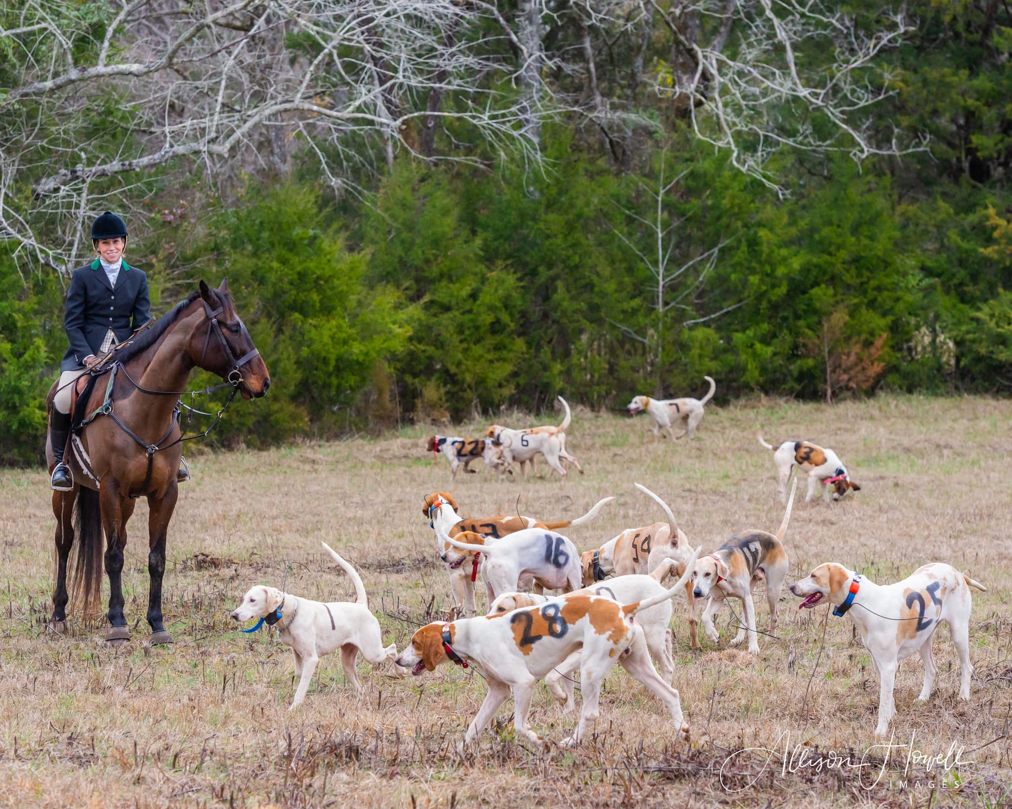 Belle Meade hound trials