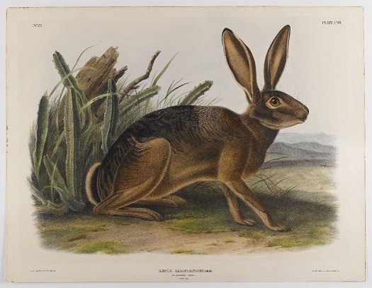 california hare.audubon