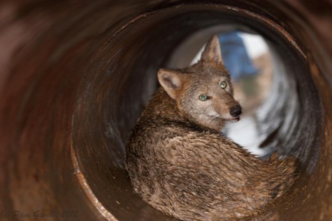 longreen.coyote