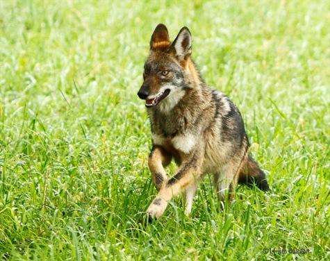 coyote.jim duggan