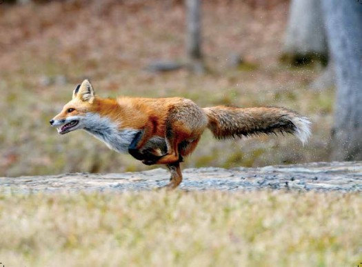 fox by lees