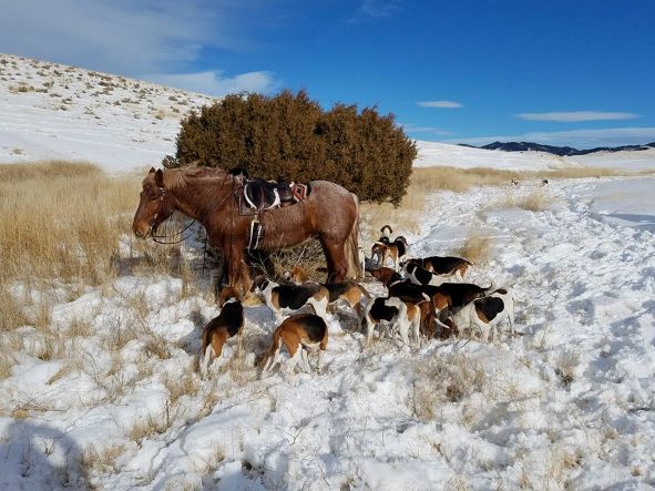 19 Big Sky Hounds Huntsmans horse showing the heavy draft crosses that make the best freight trains through the snow photo by Renee Daniels