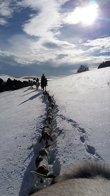 Big Sky Hounds showing the winterline of deep snow after the huntsmans horse plowed a path for the pack Photo by Renee Daniels