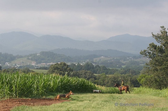 coyote, foxhound and huntsman in the shadow of the Smoky Mountains