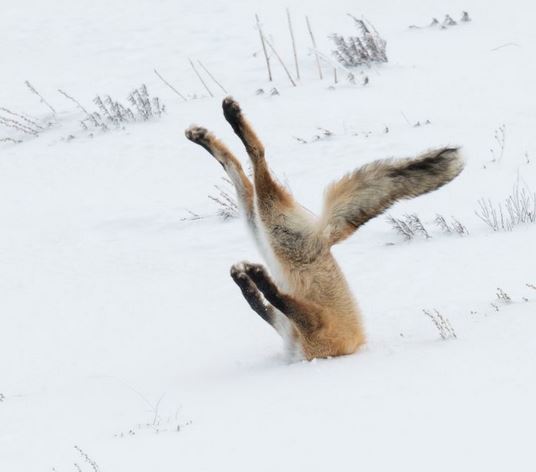 fox hunting vole
