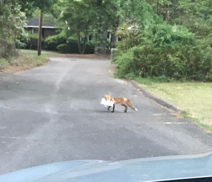 fox with paper