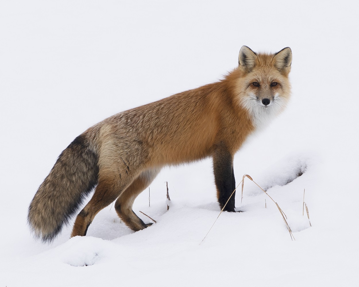 Red Fox_MCR-212_2X0A9225.tiff