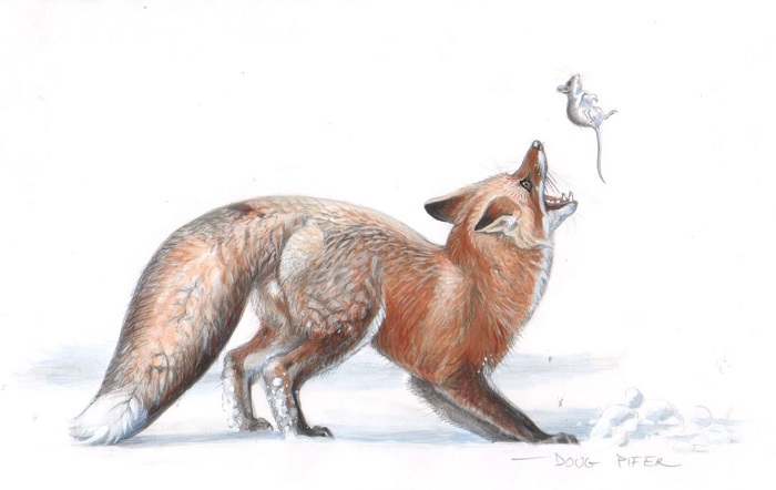 fox and mouse.doug pifer